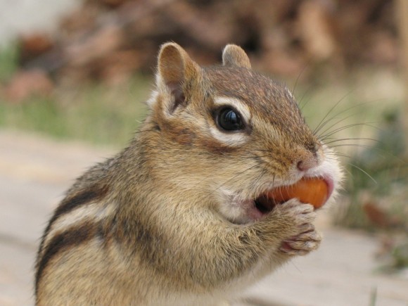 Tamia rayé -- Eastern chipmunk