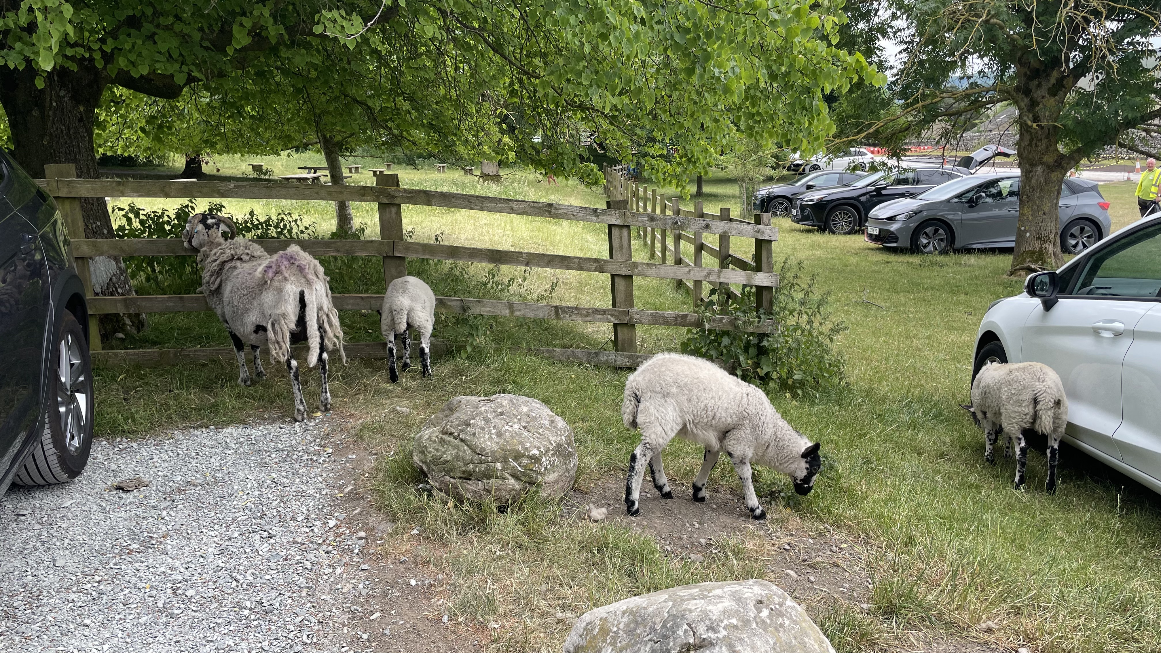 Parking with the sheep
